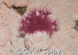 soft coral growing out of sponge- looking like a flower a... by Geoff Spiby 